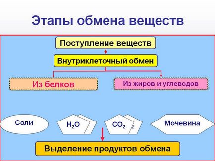 De ce este rupt metabolismul - Articole