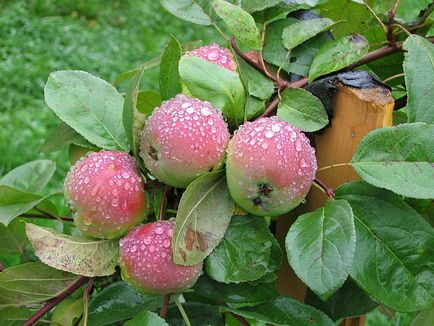 De ce mărul nu aduce fructe, supersadovod - despre grădină și grădină este simplu și interesant