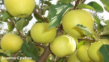 De ce fructul nu poartă mărul cauzei, dar mărul de măr nu aduce rod