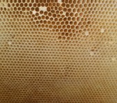 De ce este necesar să se schimbe vechile faguri vechi, practica apicultă