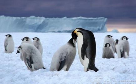 De ce pinguinii nu sunt reci, webfermer-webfermer