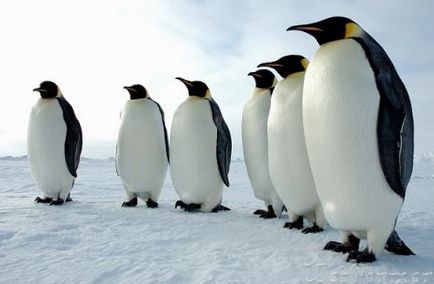 Miért pingvinek nem hideg, webfermer-vebfermer