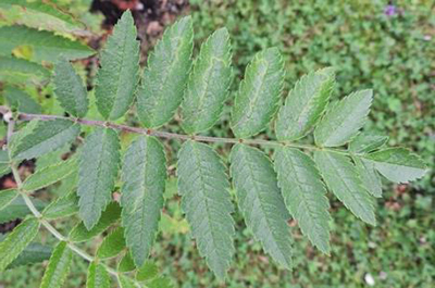 Făcând un rowan într-o grădiniță