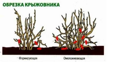 Підготовка ягідників до зими осінній догляд за агрусом