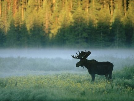 Чи підходить кістка для виготовлення слов'янських оберегів Перуниця