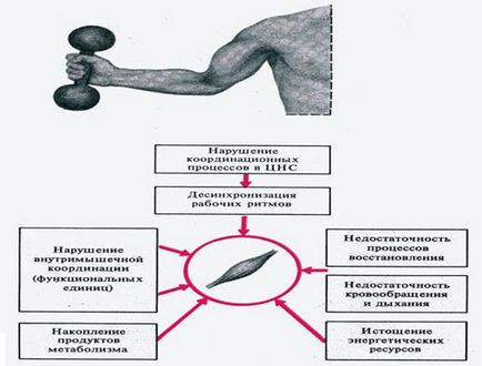 Indicatori ai activității musculare