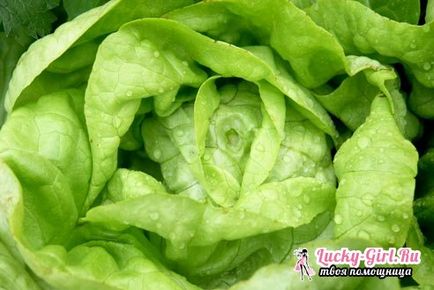 Proprietăți utile ale salatei de gheață