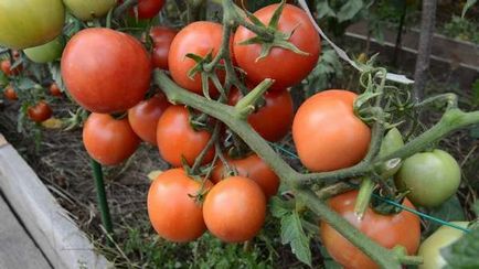 Semințe de soiuri de tomate pentru sere - video - 