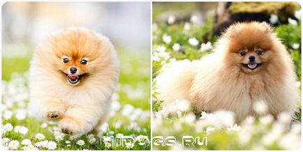 Pomeranian Pomeranian alb, negru, cremă - toate culorile (foto)