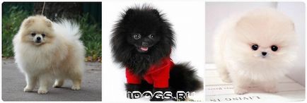 Pomeranian Pomeranian alb, negru, cremă - toate culorile (foto)