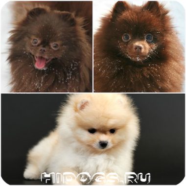 Pomeranian Pomeranian alb, negru, cremă - toate culorile (foto)