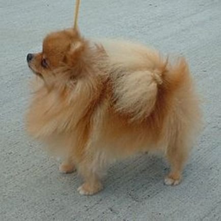 Pomeranian Pomeranian, rasa de animale domestice