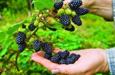 Népszerű és hasznos szeder fajták tornfri tippeket ültetés és gondoskodó