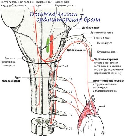 Clinica suplimentară de distrugere a nervilor, diagnostic