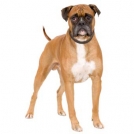 English Shepherd Dog - fotografie, caracter, îngrijire, antrenament, boală, preț câine