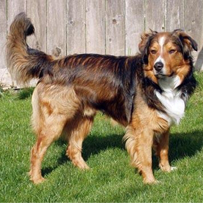 English Shepherd Dog - fotografie, caracter, îngrijire, antrenament, boală, preț câine