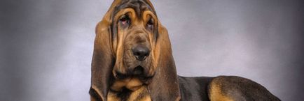 Rasă de câini Bloodhound