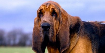 Rasă de câini Bloodhound