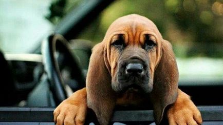 Rasă de câini Bloodhound