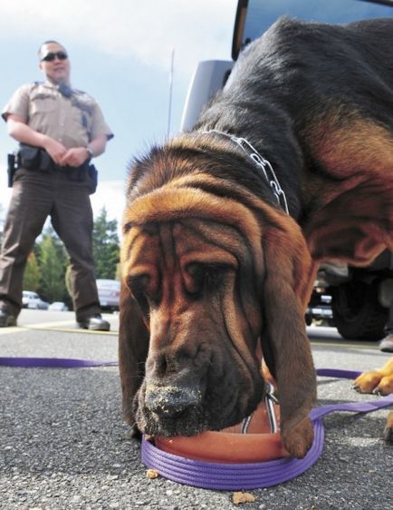 Bloodhound kutyafajta (fajta) Bloodhound kutyák