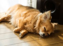 Chihuahua rasa de câini