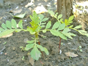 Plantarea florilor de gălbenele în grădina de flori și îngrijirea lor