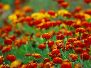 Plantarea florilor de gălbenele în grădina de flori și îngrijirea lor