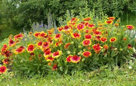 Ültetés Gaillardia éves vetőmag, termesztéstechnológiai