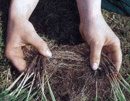 Ültetés Gaillardia éves vetőmag, termesztéstechnológiai