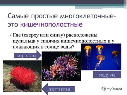 Представяне на животни малки и големи тема 20