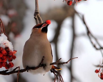 Megérkezett waxwings (szerző fotó)