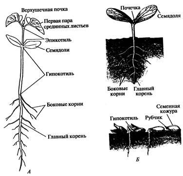 Exemple de plante cu germinare subterană și de suprafață