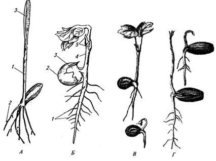 Exemple de plante cu germinare subterană și de suprafață
