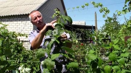 Strângerea vârfurilor tufișurilor de fructe de pădure, regulile de formare