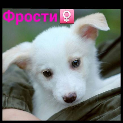 Imprimante de protectie @priut_pechatniki profil instagram, picbear