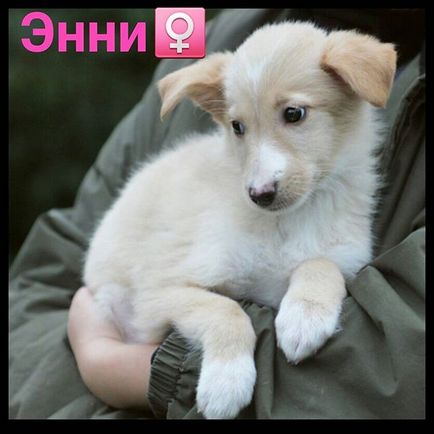 Притулок друкарі @priut_pechatniki instagram profile, picbear