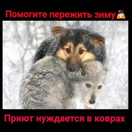 Притулок друкарі @priut_pechatniki instagram profile, picbear