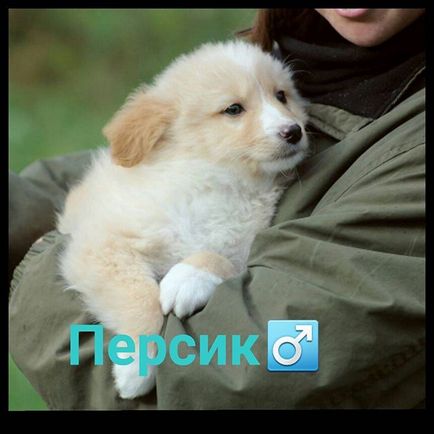 Притулок друкарі @priut_pechatniki instagram profile, picbear