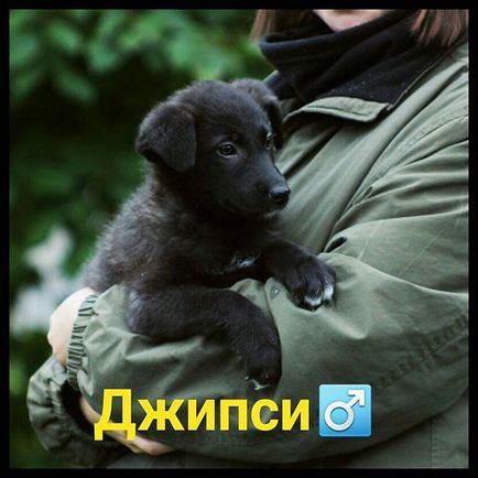 Притулок друкарі @priut_pechatniki instagram profile, picbear