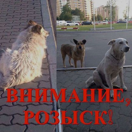 Притулок друкарі @priut_pechatniki instagram profile, picbear