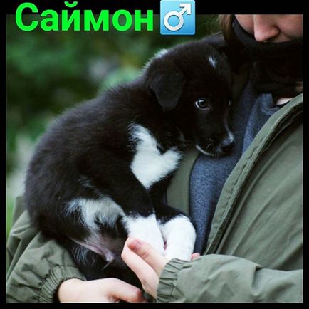 Притулок друкарі @priut_pechatniki instagram profile, picbear