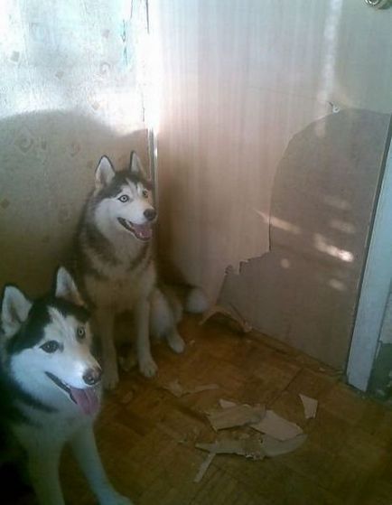 Probleme cu Husky, mai proaspete - cel mai bun Runet pentru zi!