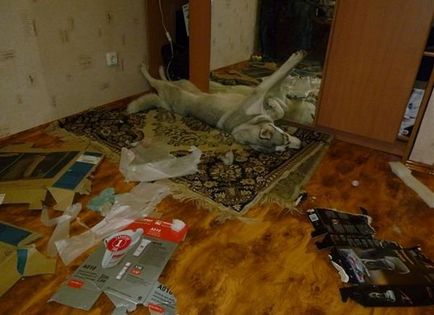 Probleme cu Husky, mai proaspete - cel mai bun Runet pentru zi!