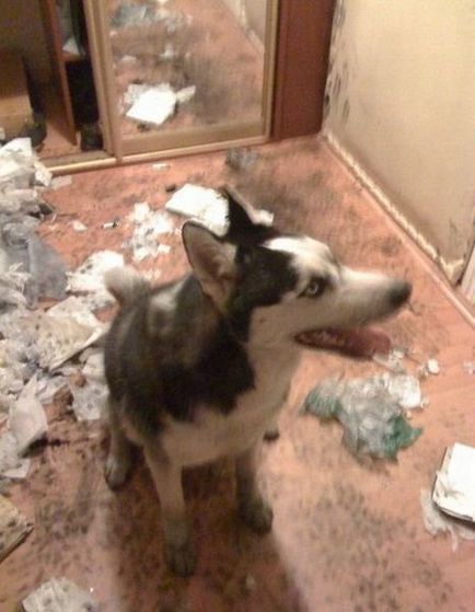 Probleme cu Husky, mai proaspete - cel mai bun Runet pentru zi!