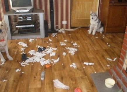 Probleme cu Husky, mai proaspete - cel mai bun Runet pentru zi!