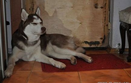 Probleme cu Husky, mai proaspete - cel mai bun Runet pentru zi!