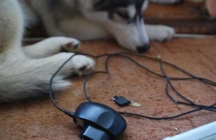 Probleme cu Husky, mai proaspete - cel mai bun Runet pentru zi!