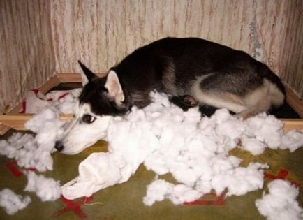 Probleme cu Husky, mai proaspete - cel mai bun Runet pentru zi!