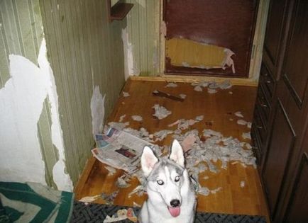 Probleme cu Husky, mai proaspete - cel mai bun Runet pentru zi!