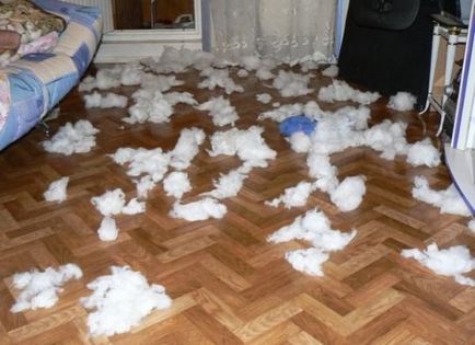 Probleme cu Husky, mai proaspete - cel mai bun Runet pentru zi!